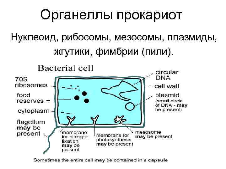 Органеллы прокариот Нуклеоид, рибосомы, мезосомы, плазмиды, жгутики, фимбрии (пили). 