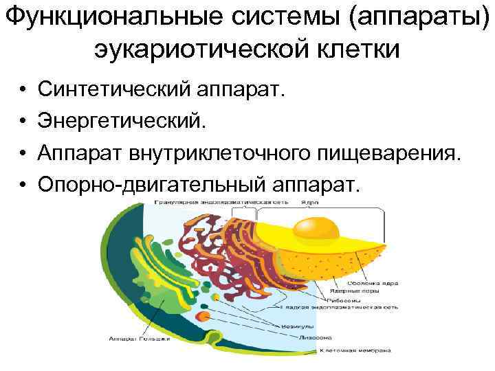 Функциональные системы (аппараты) эукариотической клетки • • Синтетический аппарат. Энергетический. Аппарат внутриклеточного пищеварения. Опорно-двигательный