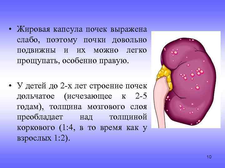  • Жировая капсула почек выражена слабо, поэтому почки довольно подвижны и их можно