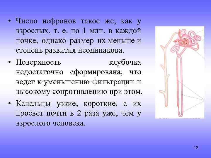  • Число нефронов такое же, как у взрослых, т. е. по 1 млн.