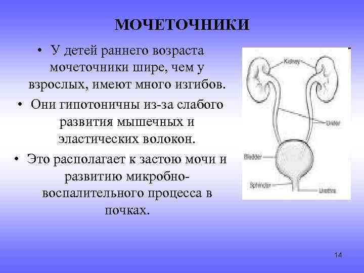 МОЧЕТОЧНИКИ • У детей раннего возраста мочеточники шире, чем у взрослых, имеют много изгибов.