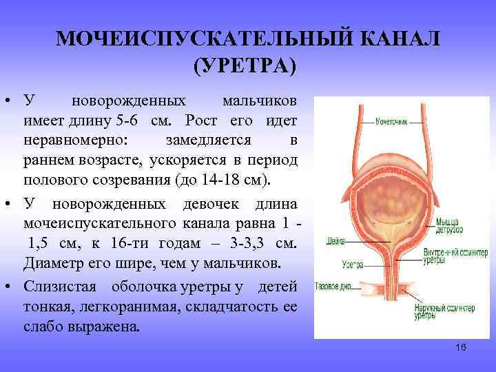  МОЧЕИСПУСКАТЕЛЬНЫЙ КАНАЛ (УРЕТРА) • У новорожденных мальчиков имеет длину 5 -6 см. Рост