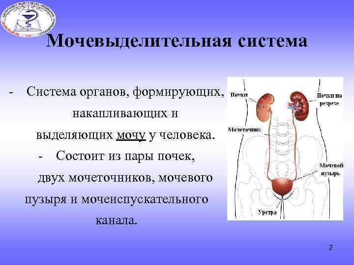 Мочевыделительная система - Система органов, формирующих, накапливающих и выделяющих мочу у человека. - Состоит