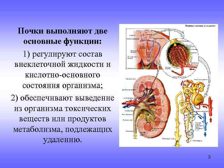 Почки выполняют две основные функции: 1) регулируют состав внеклеточной жидкости и кислотно-основного состояния организма;