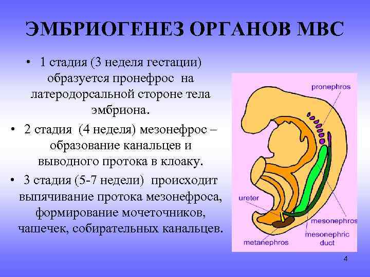 ЭМБРИОГЕНЕЗ ОРГАНОВ МВС • 1 стадия (3 неделя гестации) образуется пронефрос на латеродорсальной стороне