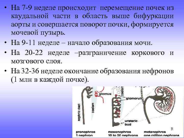  • На 7 -9 неделе происходит перемещение почек из каудальной части в область
