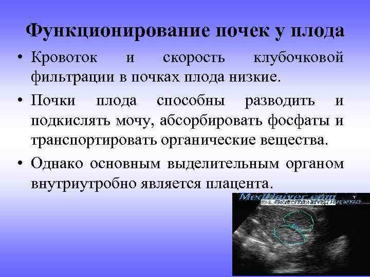 Функционирование почек у плода • Кровоток и скорость клубочковой фильтрации в почках плода низкие.