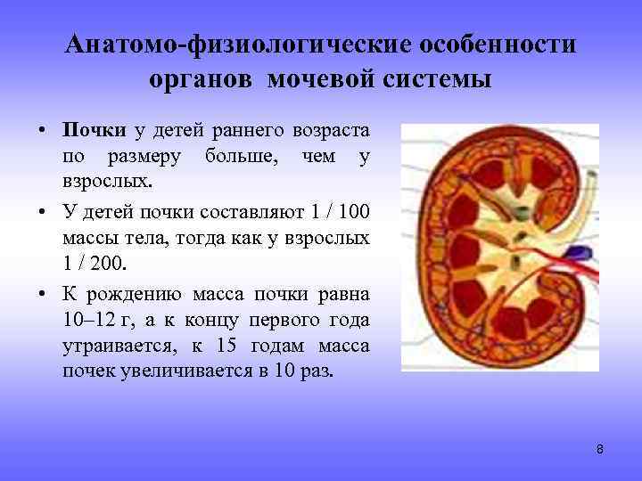 Анатомо-физиологические особенности органов мочевой системы • Почки у детей раннего возраста по размеру больше,