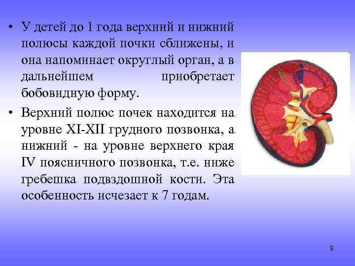  • У детей до 1 года верхний и нижний полюсы каждой почки сближены,
