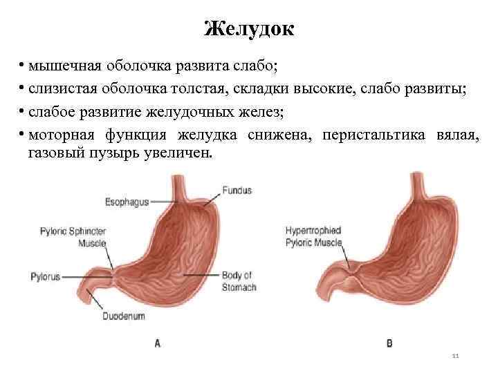 Желудок • мышечная оболочка развита слабо; • слизистая оболочка толстая, складки высокие, слабо развиты;