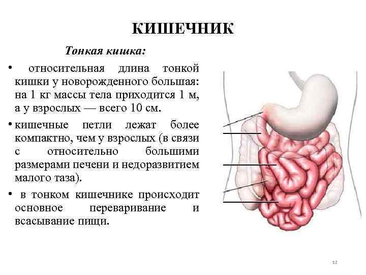 Тонкая кишка рисунок