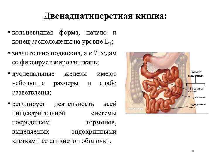 Двенадцатиперстная кишка: • кольцевидная форма, начало и конец расположены на уровне L 1; •