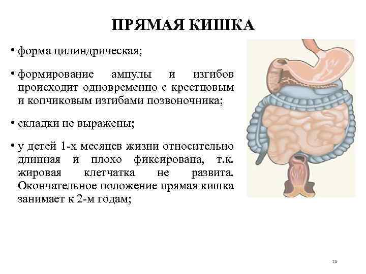 ПРЯМАЯ КИШКА • форма цилиндрическая; • формирование ампулы и изгибов происходит одновременно с крестцовым