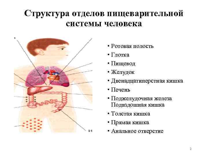 Структура отделов пищеварительной системы человека • Ротовая полость • Глотка • Пищевод • Желудок