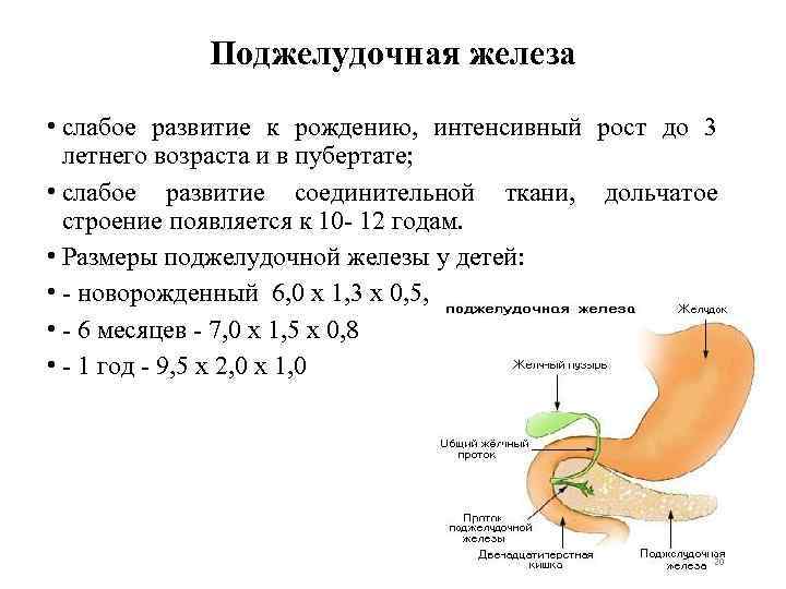 Поджелудочная железа • слабое развитие к рождению, интенсивный рост до 3 летнего возраста и