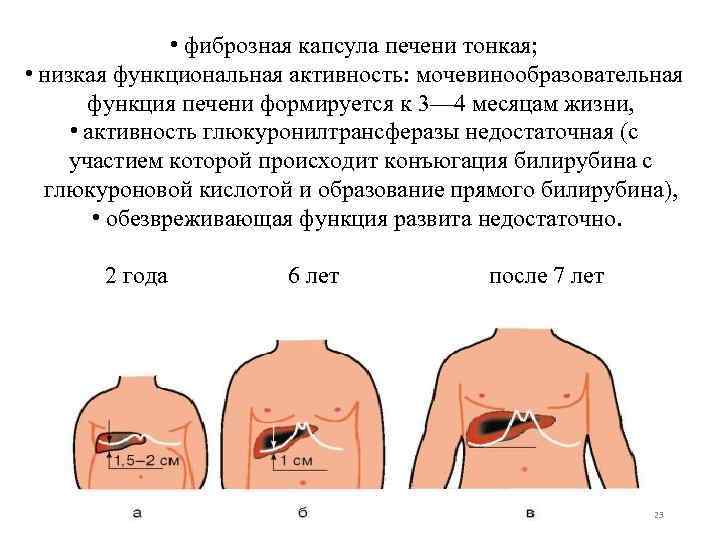  • фиброзная капсула печени тонкая; • низкая функциональная активность: мочевинообразовательная функция печени формируется
