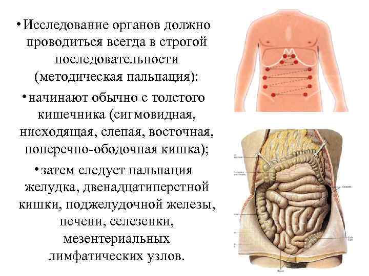  • Исследование органов должно проводиться всегда в строгой последовательности (методическая пальпация): • начинают