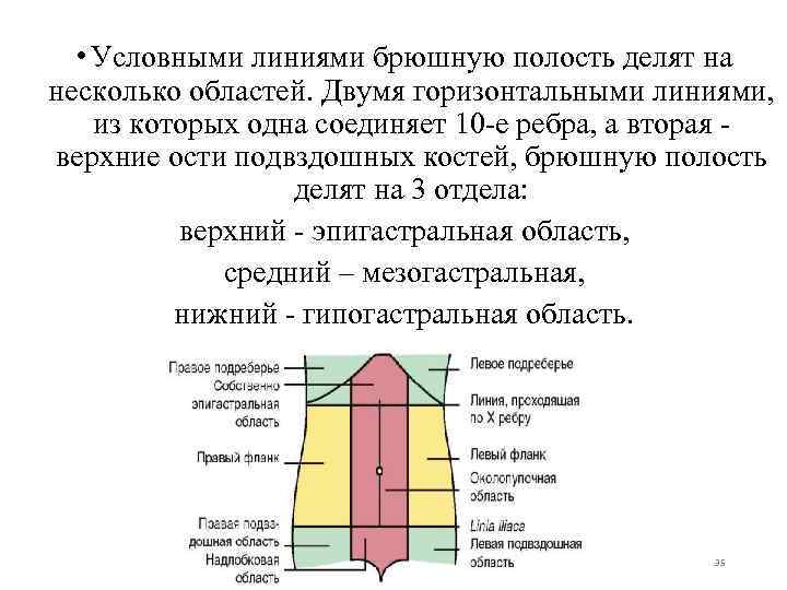  • Условными линиями брюшную полость делят на несколько областей. Двумя горизонтальными линиями, из