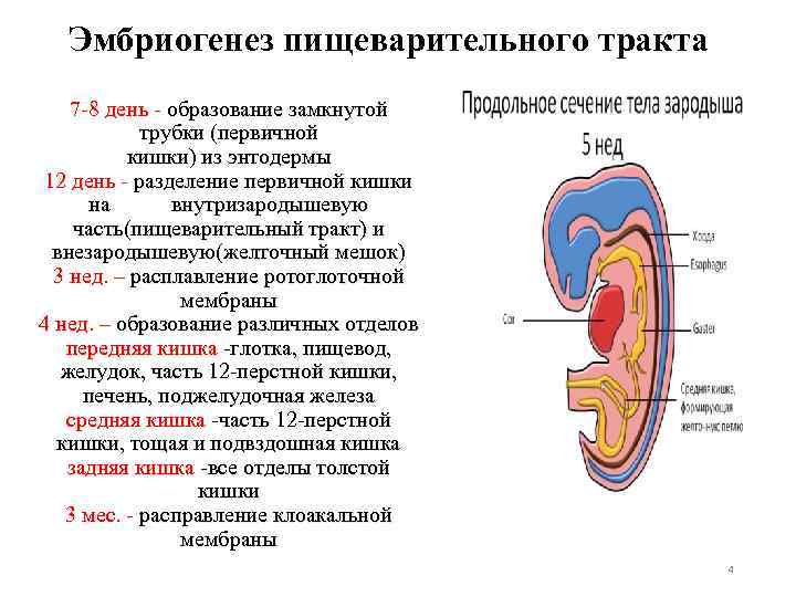 Эмбриогенез пищеварительного тракта 7 -8 день - образование замкнутой трубки (первичной кишки) из энтодермы
