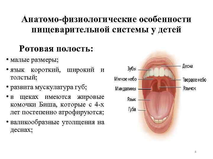 Анатомо-физиологические особенности пищеварительной системы у детей Ротовая полость: • малые размеры; • язык короткий,
