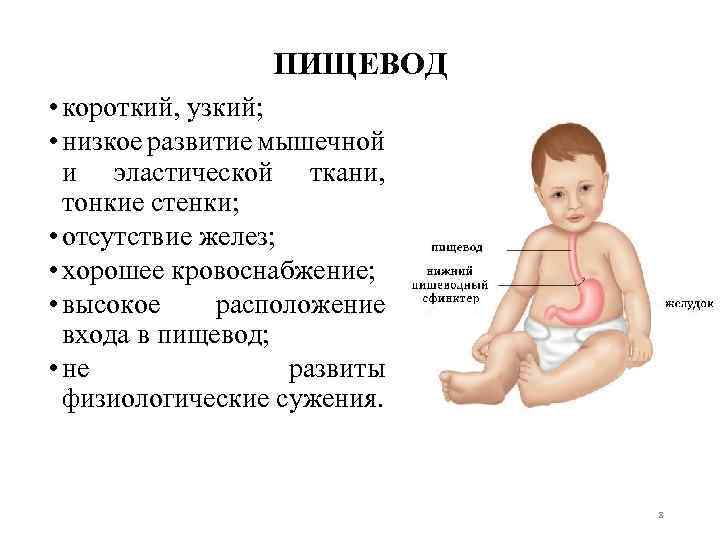 ПИЩЕВОД • короткий, узкий; • низкое развитие мышечной и эластической ткани, тонкие стенки; •
