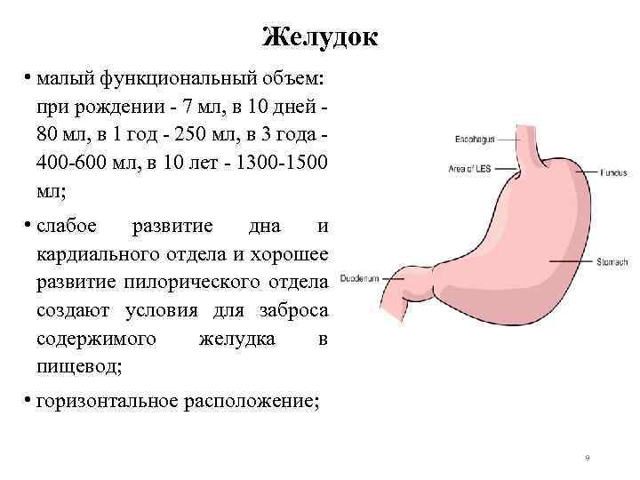 Желудок • малый функциональный объем: при рождении - 7 мл, в 10 дней -