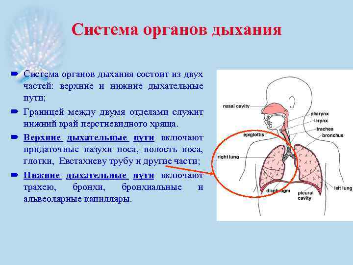 Система органов дыхания состоит из двух частей: верхние и нижние дыхательные пути; Границей между