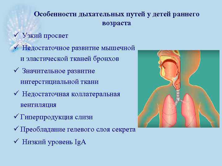 Особенности дыхательных путей у детей раннего возраста ü Узкий просвет ü Недостаточное развитие мышечной