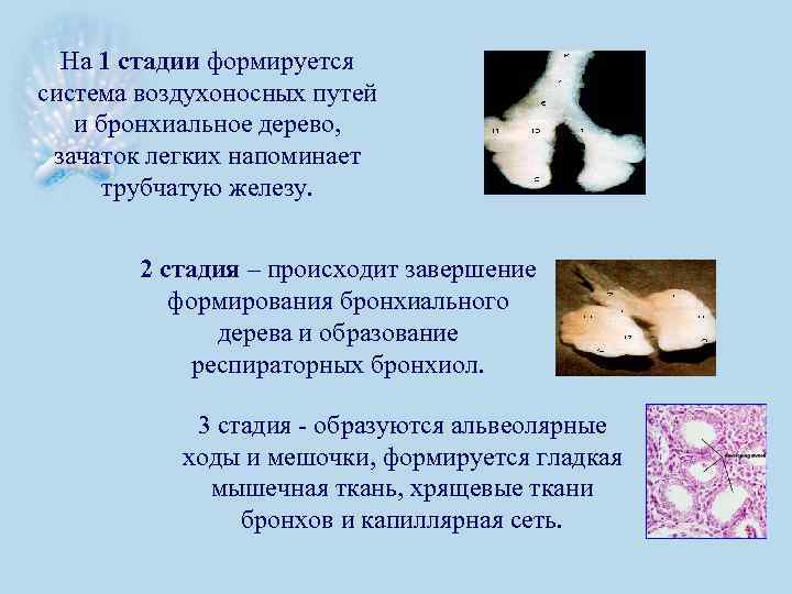 На 1 стадии формируется система воздухоносных путей и бронхиальное дерево, зачаток легких напоминает трубчатую
