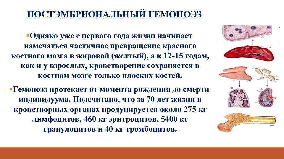 ПОСТЭМБРИОНАЛЬНЫЙ ГЕМОПОЭЗ §Однако уже с первого года жизни начинает намечаться частичное превращение красного костного