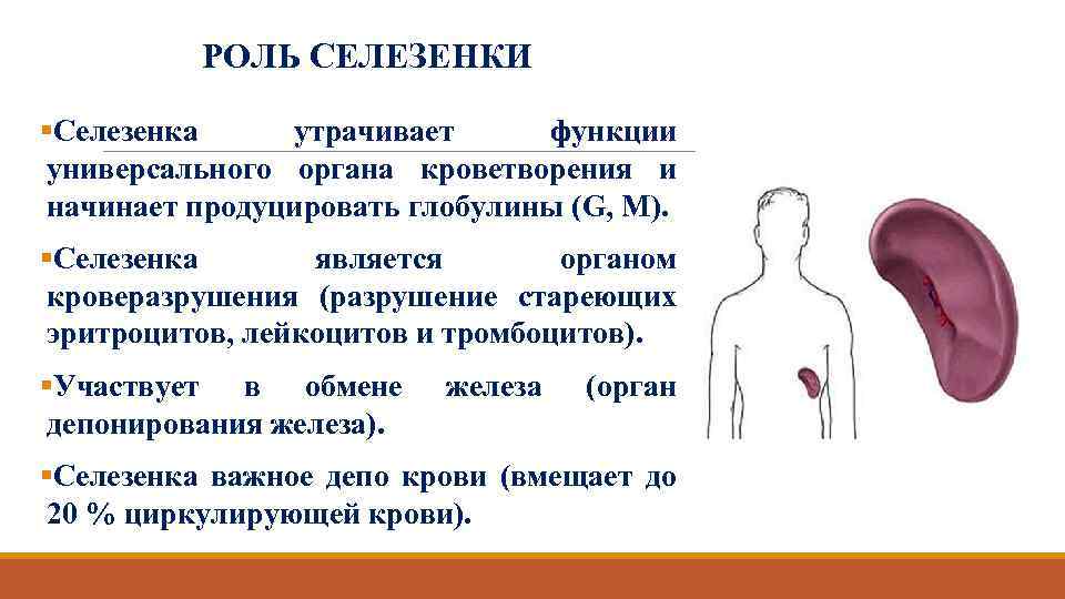 РОЛЬ СЕЛЕЗЕНКИ §Селезенка утрачивает функции универсального органа кроветворения и начинает продуцировать глобулины (G, M).