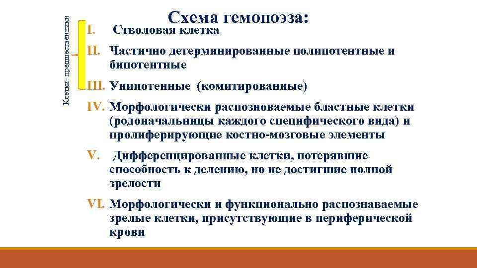 Клетки- предшественники I. Схема гемопоэза: Стволовая клетка II. Частично детерминированные полипотентные и бипотентные III.