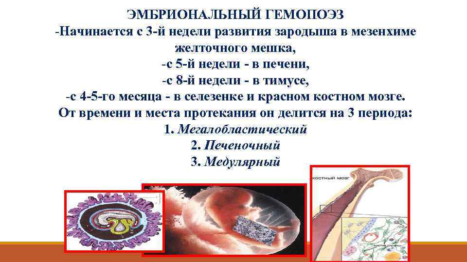 ЭМБРИОНАЛЬНЫЙ ГЕМОПОЭЗ -Начинается с 3 -й недели развития зародыша в мезенхиме желточного мешка, -с