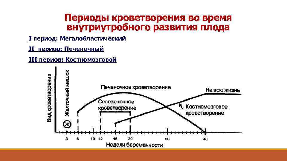 Периоды кроветворения во время внутриутробного развития плода I период: Мегалобластический II период: Печеночный III