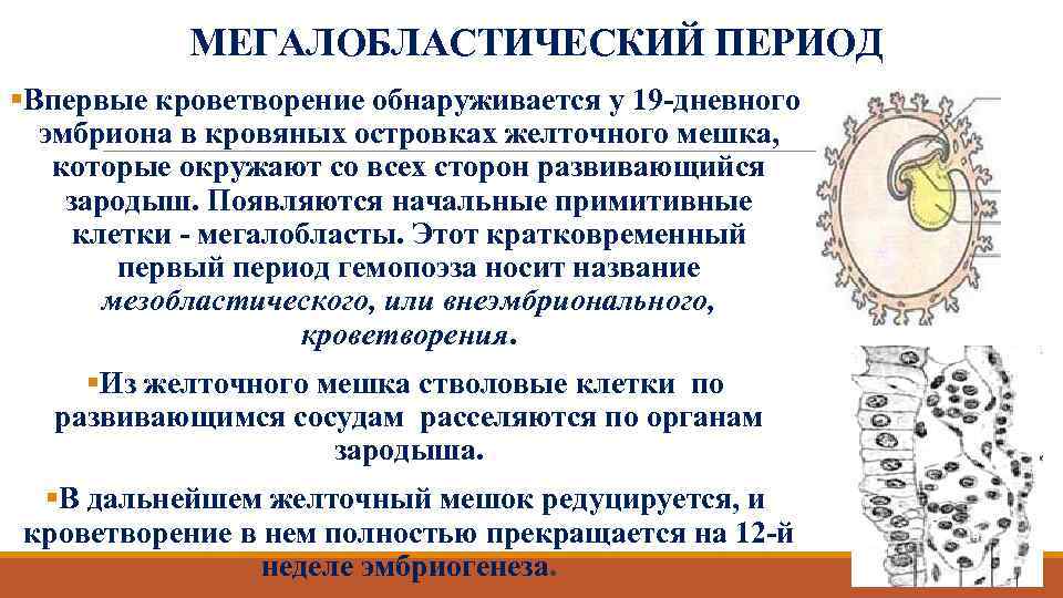 МЕГАЛОБЛАСТИЧЕСКИЙ ПЕРИОД §Впервые кроветворение обнаруживается у 19 -дневного эмбриона в кровяных островках желточного мешка,