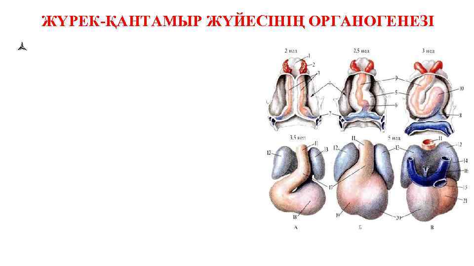 ЖҮРЕК-ҚАНТАМЫР ЖҮЙЕСІНІҢ ОРГАНОГЕНЕЗІ ñ 