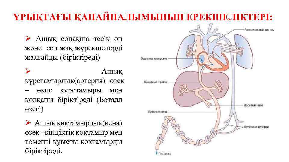 ҰРЫҚТАҒЫ ҚАНАЙНАЛЫМЫНЫҢ ЕРЕКШЕЛІКТЕРІ: Ø Ашық сопақша тесік оң және сол жақ жүрекшелерді жалғайды (біріктіреді)