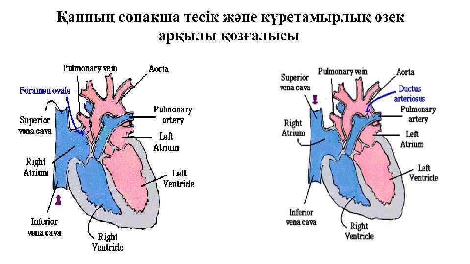 Қанның сопақша тесік және күретамырлық өзек арқылы қозғалысы 