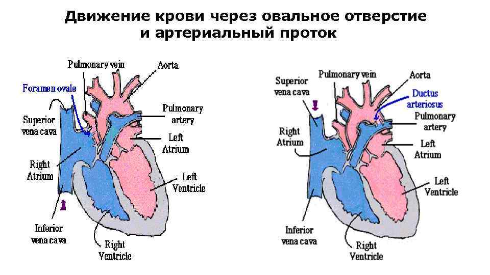  Движение крови через овальное отверстие и артериальный проток 