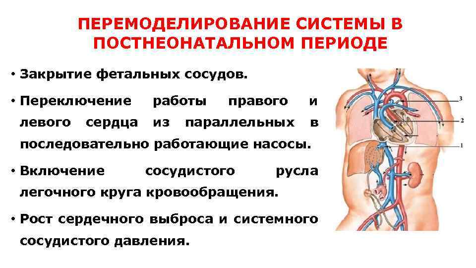 ПЕРЕМОДЕЛИРОВАНИЕ СИСТЕМЫ В ПОСТНЕОНАТАЛЬНОМ ПЕРИОДЕ • Закрытие фетальных сосудов. • Переключение работы правого и