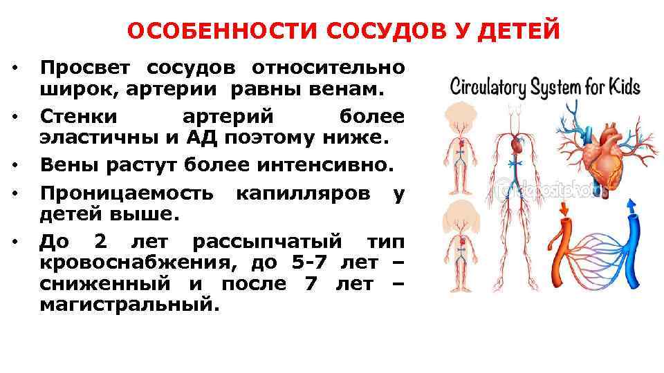 ОСОБЕННОСТИ СОСУДОВ У ДЕТЕЙ • • • Просвет сосудов относительно широк, артерии равны венам.