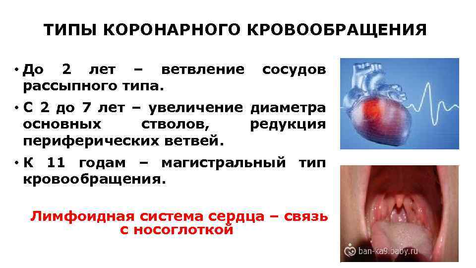 ТИПЫ КОРОНАРНОГО КРОВООБРАЩЕНИЯ • До 2 лет – ветвление сосудов рассыпного типа. • С