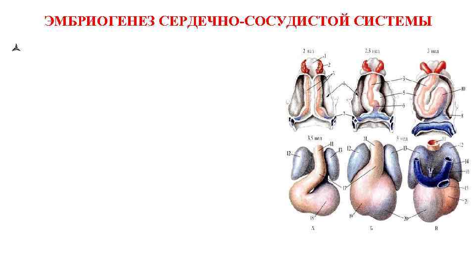 ЭМБРИОГЕНЕЗ СЕРДЕЧНО-СОСУДИСТОЙ СИСТЕМЫ ñ 