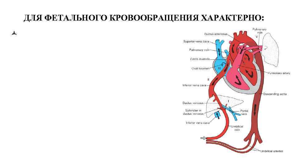 ДЛЯ ФЕТАЛЬНОГО КРОВООБРАЩЕНИЯ ХАРАКТЕРНО: ñ 