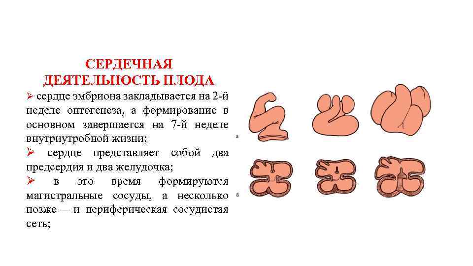 СЕРДЕЧНАЯ ДЕЯТЕЛЬНОСТЬ ПЛОДА Ø сердце эмбриона закладывается на 2 -й неделе онтогенеза, а формирование