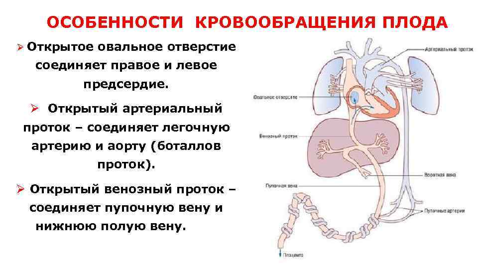  ОСОБЕННОСТИ КРОВООБРАЩЕНИЯ ПЛОДА Ø Открытое овальное отверстие соединяет правое и левое предсердие. Ø