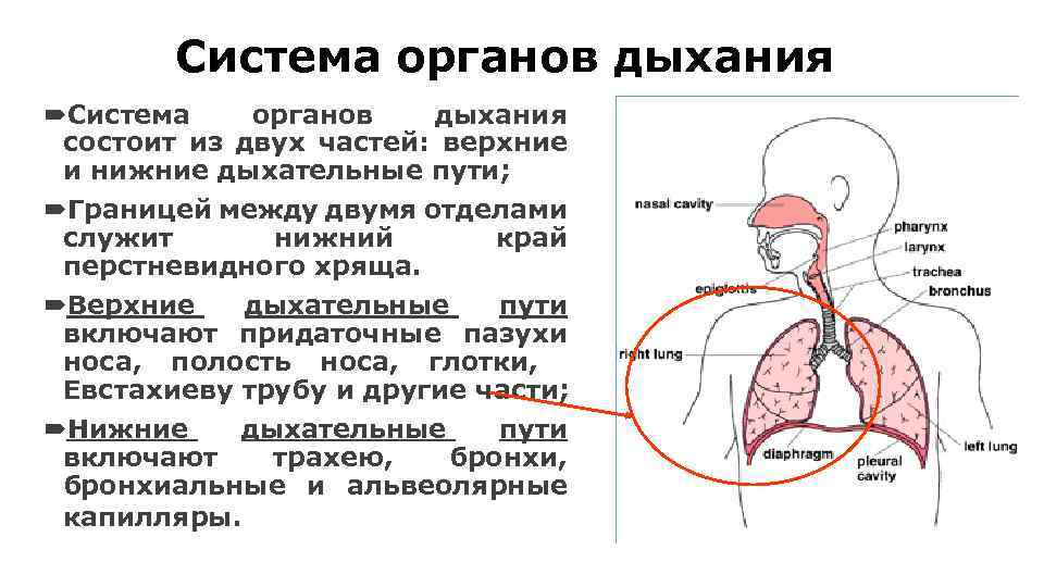 Система органов дыхания состоит из двух частей: верхние и нижние дыхательные пути; Границей между