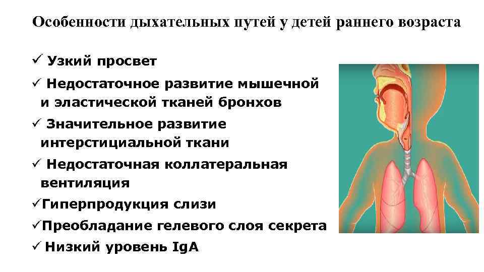 Особенности дыхательных путей у детей раннего возраста ü Узкий просвет ü Недостаточное развитие мышечной