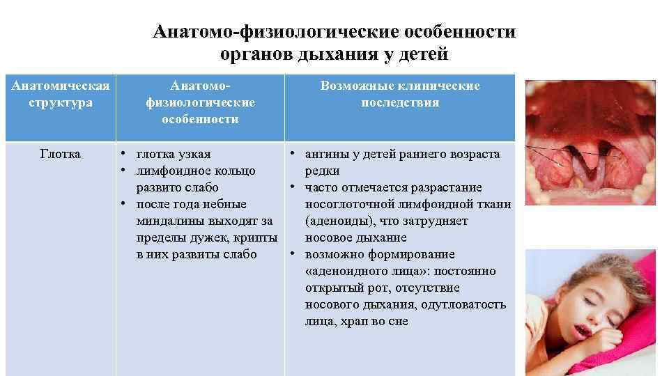 Анатомо-физиологические особенности органов дыхания у детей Анатомическая структура Глотка Анатомофизиологические особенности Возможные клинические последствия