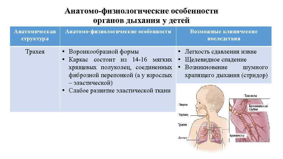 Анатомо-физиологические особенности органов дыхания у детей Анатомическая структура Трахея Анатомо-физиологические особенности Возможные клинические последствия